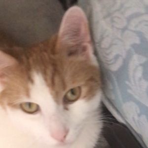 Meet your Posher, Shantel